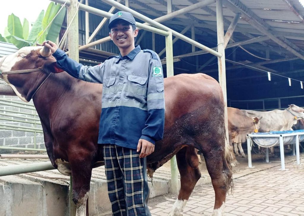 sapi qurban 2023-harga 2024- Transafe Indonesia-Tenaga Kerja kompeten Indonesia