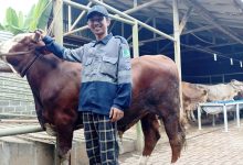 sapi qurban 2023-harga 2024- Transafe Indonesia-Tenaga Kerja kompeten Indonesia